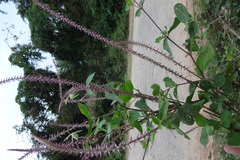 Achyranthes aspera var. rubrofusca